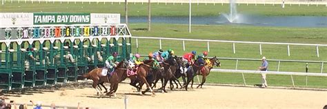 tampa bay downs bookies|Betting .